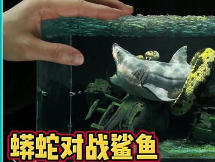 模型:深海鲨鱼对战蟒蛇,最终谁是赢家? #黏土 #创意diy #造景 #粘土