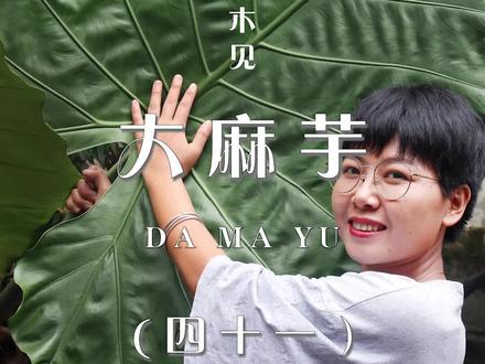 大麻芋,遇到它千万注意,新鲜汁液有毒。#科普 #草木见 #一日一植物 #中草药