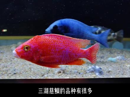 三湖慈鲷里的红色颜值天花板—龙血火焰红 #三湖慈鲷#三湖慈鲷鱼 #龙血火焰红 #慈鲷 #慈鲷鱼