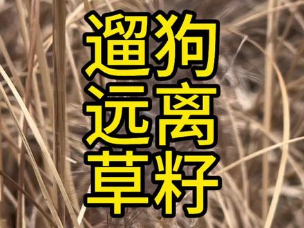 #草籽 #狗狗麻醉 大家如果回家发现小狗身上有草籽 梳毛后之后也要留意它的状态了 这个东西主要就是进耳道鼻腔 如果草籽的刺断开了(原本是伞状) 就更容易进了 它完全就成了一根很细小的刺 特别难发现。进鼻子最明显了 打喷嚏挠鼻子倒吸气 进耳朵如果反应不强只是挠很容易会以为小狗的了耳螨去掏 一下子就能把“小伞”捅散架或扎得更深或直接断在耳道里 那就麻烦了。弄不出来就会在里面长期发炎 还特别痛苦#遛狗意外