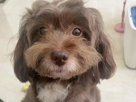 你说,小狗为什么喜欢粘人呢?#小狗今日话题 #萌宠出道计划 #粘人精