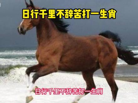 日行千里不辞苦打一生肖