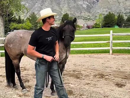 为什么这人要去吓唬马? #脱敏训练 #马匹