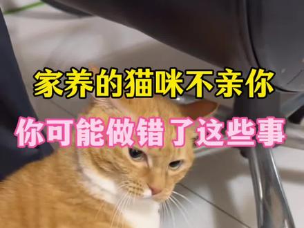家养的猫咪不亲你,可能做错了这些事!#猫#猫咪#新手养猫 #养猫人#养猫经验分享猫粮