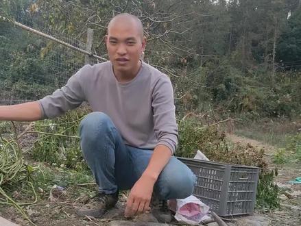 用红薯藤替代红薯育苗实验,取红薯藤中间五十公分左右长度,去叶只留粗藤,用篮子里面垫膜放底土,再放红薯藤,再用土盖好,放家里或者阴凉的地方静待春暖花开到来再种#抖音记录农村生活 #我的乡村生活 #农村原创 #干活我是认真的