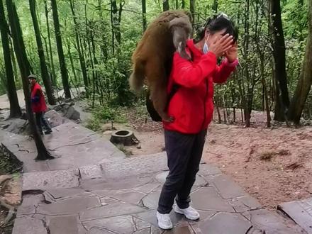遇到大公猴上身千万不要慌,如果慌乱驱赶容易被它咬,保持镇定就好,有东西的话给它一点,没有就站着不动