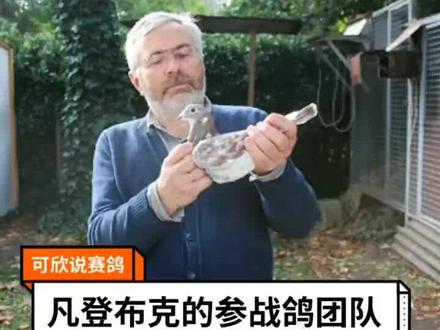 凡登布克鸽系