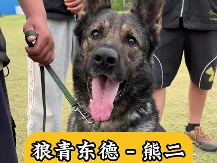 好的东德搭配高标准的训练,过瘾不?#训犬 #训犬学校 #训犬师