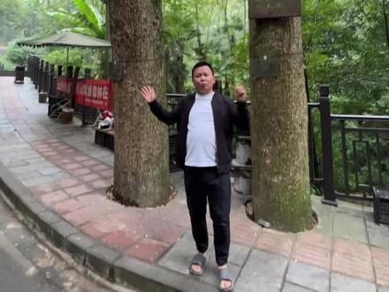 人工培育的不属于保护植#金丝楠木