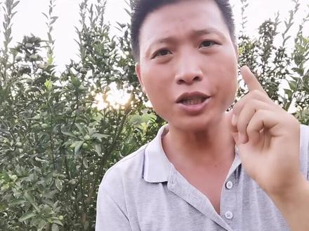 超好用的生根小配方,三天长新根,七天大爆根,赶紧收藏起来吧#柑橘种植 #2021新农人计划