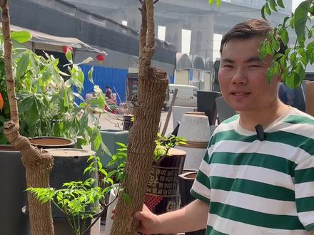 如何拯救一棵光棍的幸福树。