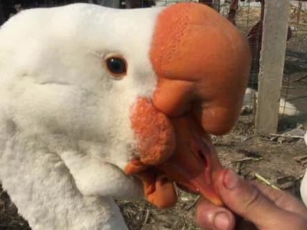 鹅掉鞭俗称掉撩子#科普 #养鹅 #农村生活