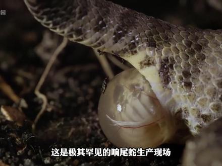 罕见响尾蛇分娩现场,幼蛇破膜就带毒,雌蛇耗尽体力护崽周全 #动物世界 #响尾蛇 #毒蛇 #蛇