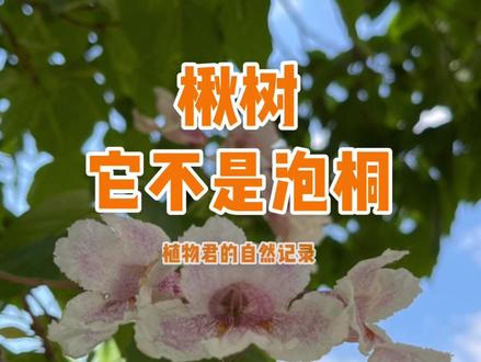 #一点植物学 #星河知识计划 楸树,超美的庭院树。你喜欢吗?