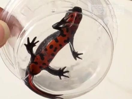 有孩子玩“小火龙”后中毒呕吐!小学周边疑似售卖含剧毒的日本红腹#蝾螈 ,学校回应。#儿童安全 #热门 #家长必读 #爬宠