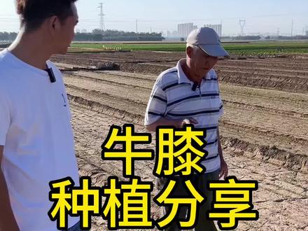 收完麦子可以种植什么#田间地头 #三农 #药材