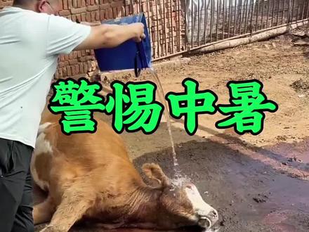 警惕中暑,夏天高温天气,如何给牛解暑降温! #牛中暑 #给牛防暑降温 #养牛人#养牛技术 #肉牛养殖