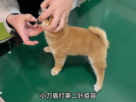 养小柴犬的第36天 小刀盾打疫苗第二针#我的刀盾 #刀盾狗 #柴犬宝宝 #治愈小狗 #狗狗其实什么都懂