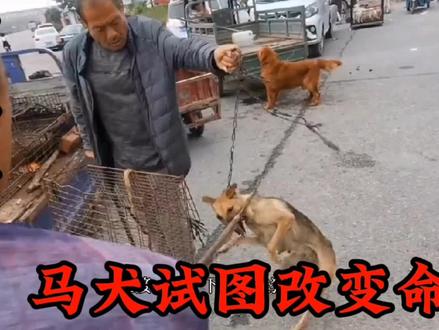 凶猛马犬对抗铁夹子,面对铁夹子咬着不放,试图改变命运 #马犬 #狗市 #狗贩子