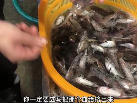 这种鱼因为有三个毒刺也叫三毛鱼#水产人