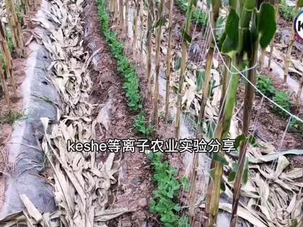 等离子科技~农业甘斯实验分享-荷兰豆种植