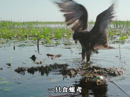 “螺”命真不由己?揭秘福寿螺准妈妈如何靠“熬夜”战术,在食螺鸢的食谱边缘疯狂试探。 #动物世界 #食螺鸢 #福寿螺 #神奇动物在抖音