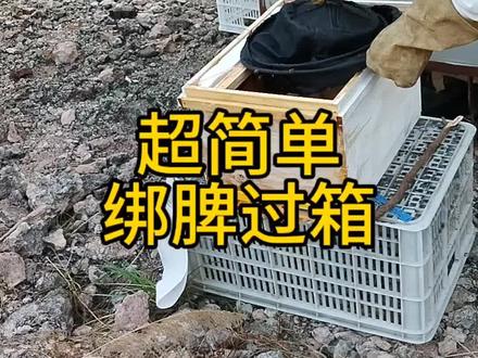绑脾过箱,超简单#农村养蜂人#养蜂技术分享