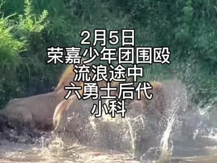 2月5日马赛马拉草原,荣嘉少年团和六勇士天堂狮群的小科,因蹭食爆发冲突,小科饿到铤而走险,凑到少年团的野牛残骸旁想分食,基东奥先警觉上前探查,没贸然动手,其他兄弟立刻围过来形成合围。白小圈先虚晃牵制小科,迷你娜抓住机会猛扑,一下就把小科扑倒了。黑小胖和基东奥马上跟上,专攻小科后部,金刚、白小圈也加入战局,攻势特别猛,但少年团没下狠手,几番缠斗后小科才及时脱身离开,这背后全是小科的心酸:五岁多的成年雄狮,本该壮硕,却鬃毛脱落、体型和少年团差不多,都是长期没吃的,状态严重下滑导致的。他出道时本是四兄弟并肩,可如今只剩两个,一个早年被攻击惨死,一个莫名失踪,现在小科孤身一人,还没和仅剩的兄弟汇合,流浪的日子步步是危机。这次为了一口吃的,明知少年团数量占绝对优势,还是赌上性命靠近,这一步,是孤注一掷的勇气,更是被饥饿逼到和死亡并肩的无奈