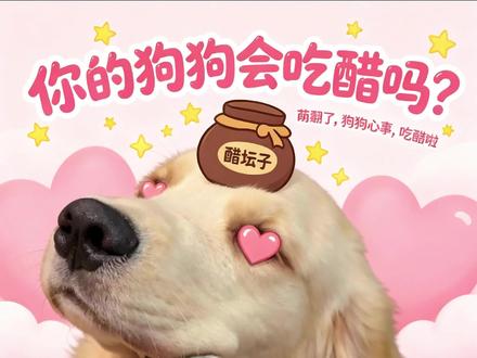 你的狗狗会吃醋吗? #金毛 #萌宠出道计划 #金毛吃醋 #爱吃醋的狗狗
