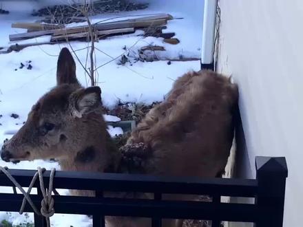 遇见一只奇怪小鹿,浑身长满“黑疙瘩”,查询资料后不禁脊背发凉!
