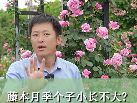 藤本月季个子小长不大?怎么逼它发笋长新枝 #天狼月季 #藤本月季 #月季养护 #养花小知识 @抖音小助手