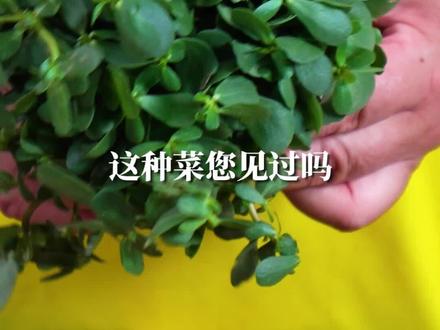 一香一辣,一分钟,学时令野菜马齿菜的两种健康吃法~#抖音美食国潮味儿 #家常菜 #美食教程