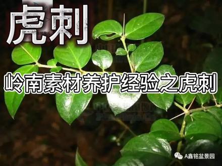#岭南盆景养护经验分享 #中草药 #鑫铭盆景园 @DOU+小助手