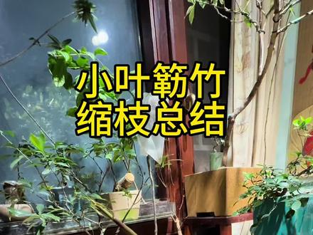 对生桩还是要有敬畏之心@海南小叶簕竹 #小叶簕竹盆景 #小叶簕竹生桩种植方法 #小叶簕竹养护方法 #室内绿植种植经验