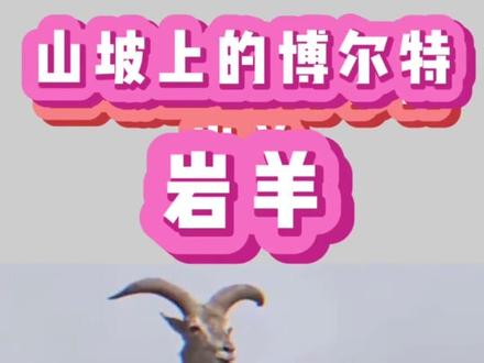#科普 #科普知识短视频 你敢和岩羊来一场攀岩比赛吗