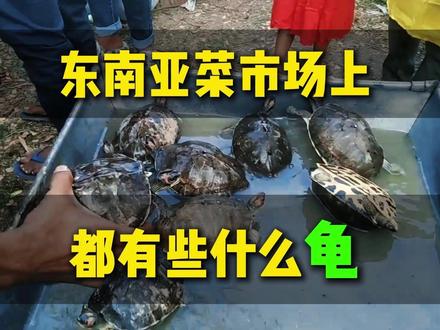 分享丨你家养的宝贝乌龟 在其他国家也许只是餐桌上的一道美食 #龟龟🐢 #养龟日常 #印度棱背龟 #龟市 #东南亚龟