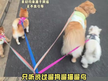 此伞美丽得很,但需要遛 #油纸伞 #遛伞 #国风 #传统文化