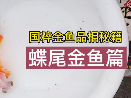国粹金鱼品相秘籍,蝶尾金鱼篇,新年买了新鱼了,祝大家年年有余