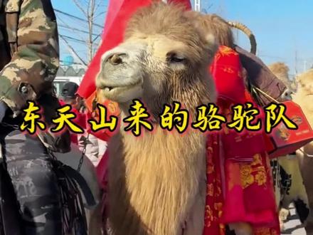 重走丝绸之路,感受千年文化魅力!千山骆驼队穿越历史重走丝绸之路#千年骆驼队#重走丝绸之路#河南dou知道 #洛阳 #函谷关