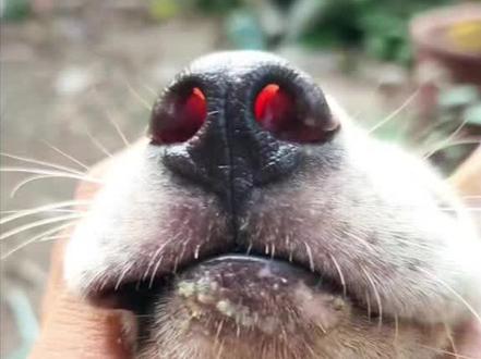 内鼻深又透光,鼻翼禁闭,冷骚鼻中的极品#实战猎犬 #真实户外 #土猎狗 #现场实拍 #户外