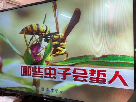 #课件 #幼儿教育 #幼师日常 #学前教育 #上课日常 快来听崔老师上课啦,今天给大家带来的是安全小知识《哪些虫子会蛰人》