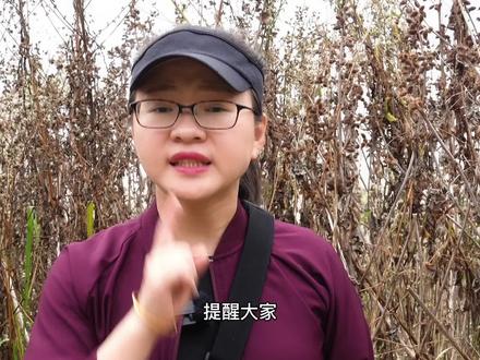 #一日一植物 再次提醒!这些植物的种子有毒,不能吃!苍耳、蓖麻、曼陀罗、红豆杉、银杏、铁树 @抖音小助手 #寒假充电计划