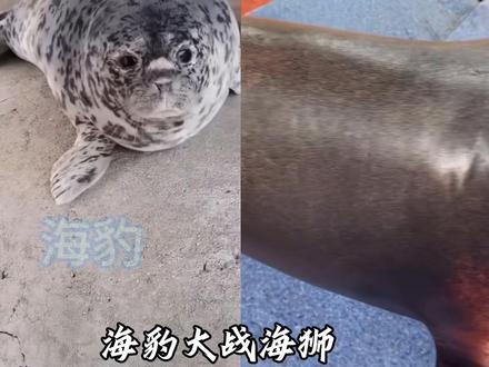 海豹大战海狮,到底谁更强
#海豹#海狮#战斗#剪辑
