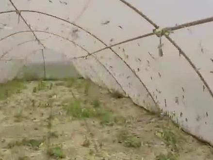 大姐花20万在大棚里养蚂蚱,一斤卖到40元的高价,年赚2000万! #农村养殖 #创业 #致富 #三农