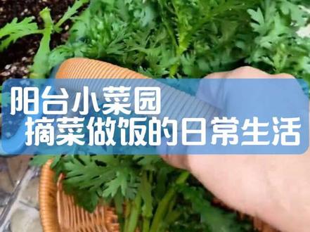 阳台菜园新鲜采摘食材 从阳台到厨房就几步路,这种新鲜的感觉谁懂啊?#阳台种菜 #惠州23楼阳台小菜园 #摘菜 #做饭 #真实生活分享计划