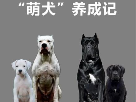 "萌犬"养成记
