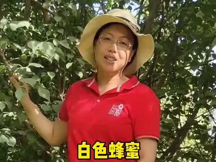 “白色蜂蜜”一杏两吃,听过这个说法吗?#618必buy好物