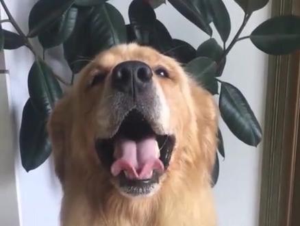 #美味一刻满满是真 冬天如何应对狗狗毛发带静电问题!@抖音小助手