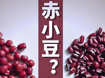 赤小豆是红豆吗?赤小豆和红豆的区别是什么?#赤小豆 #红豆 #中药调理