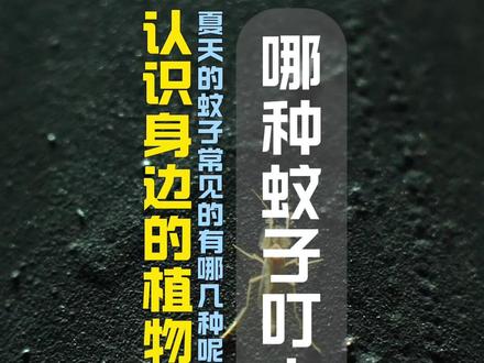 夏季常见的蚊子有哪些 #蚊子 #摇蚊 #大蚊 #神奇动物在抖音 #自然奇境科普季